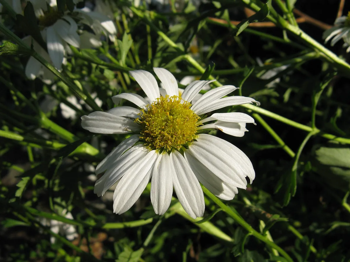 초록 줄기 사이에 핀 흰 구절초 한 송이. 가는 흰 꽃잎이 노란 가운데를 둘러싸고 있다.